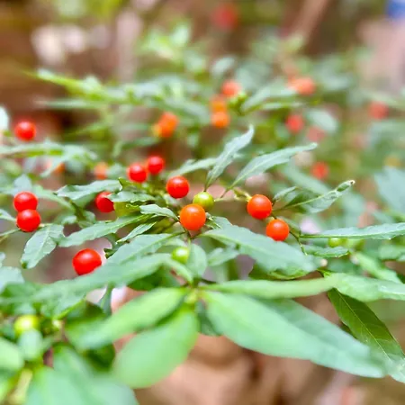 Lejlighed Zar 9 Trieste