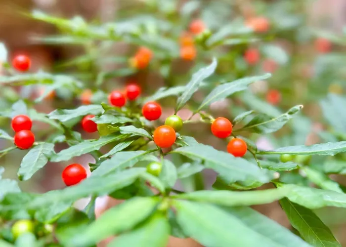 Apartment Zar 9 Trieste